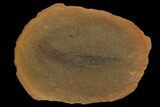 Fossil Polychaete (Polychaeta) Worm - Illinois #120721-1